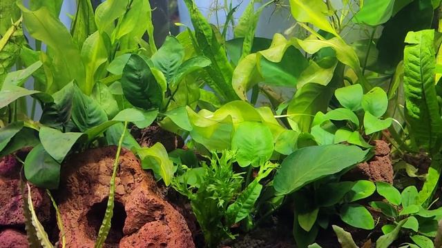 МОЙ АКВАРИУМ. травник без CO2 и удобрений! смотреть онлайн