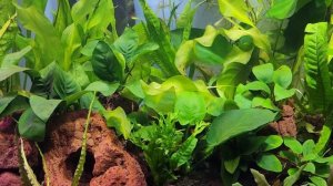 МОЙ АКВАРИУМ. травник без CO2 и удобрений!