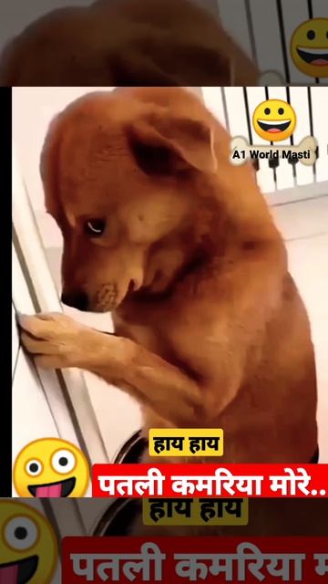 Patli Kamariya Dog 😀 #shorts 🤪 #funny 😀#india 😍 #viral 🤪#trending смотреть онлайн