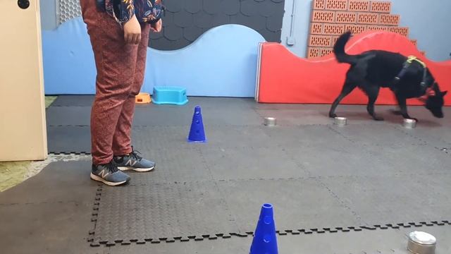 Nosework, test, goździk, Poznań, 28.08.2020, Agata i Perun смотреть онлайн