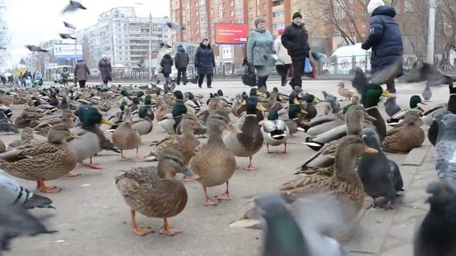 Рязань голубиная смотреть онлайн