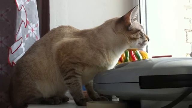 Кот говорит смотреть онлайн