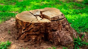 КАК УДАЛИТЬ ПЕНЬ ОТ СПИЛЕННОГО ДЕРЕВА