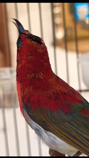 Kolibri Sepah raja gacor смотреть онлайн