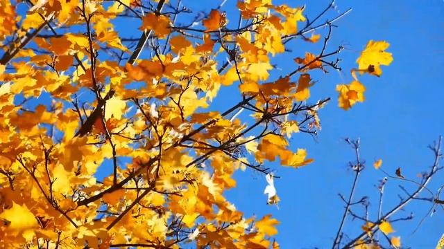A bit of beauty, love, silence and insight 💙 смотреть онлайн
