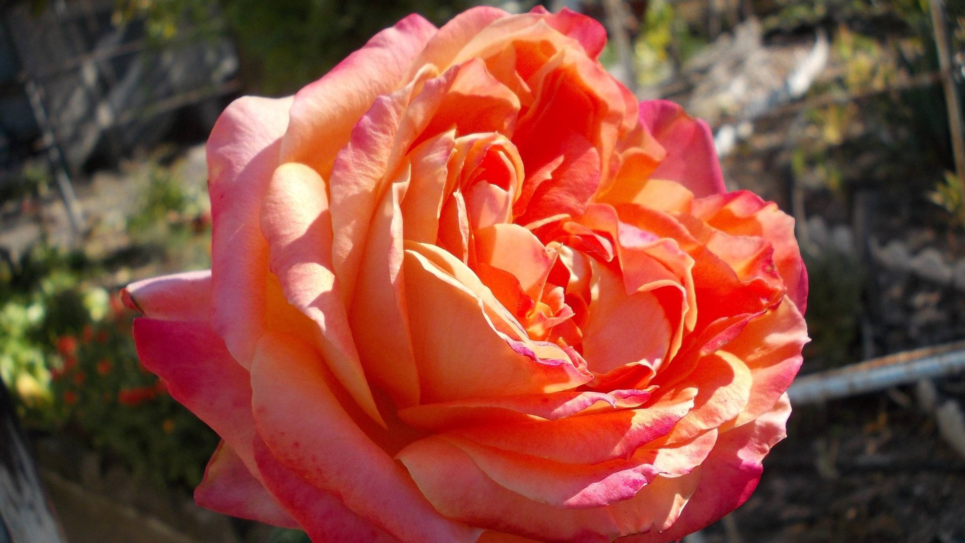 РОЗЫ в МОЕМ САДУ*