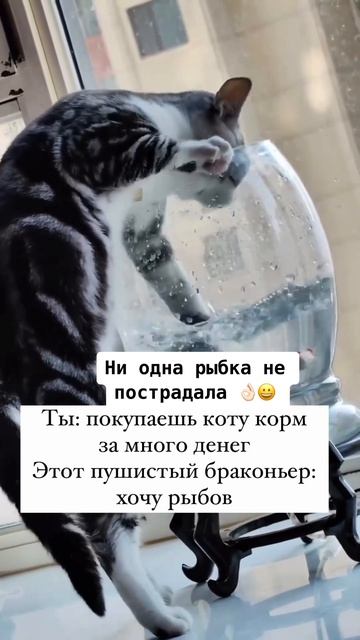 У кого так тоже??😂🥰 #кошки #приколысживотными #животные смотреть онлайн