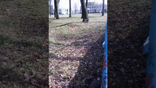 Нежина собака просто чудо;!!!!!! смотреть онлайн