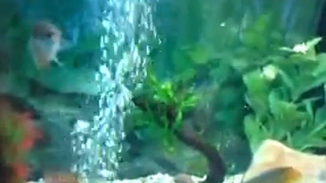 Juwel Trigon 190 Aquarium with my Discus fish смотреть онлайн