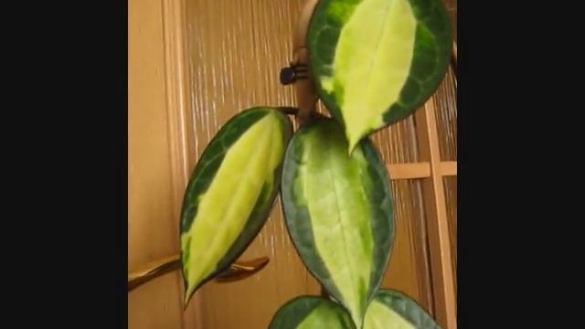 Hoya macrophylla variegata смотреть онлайн