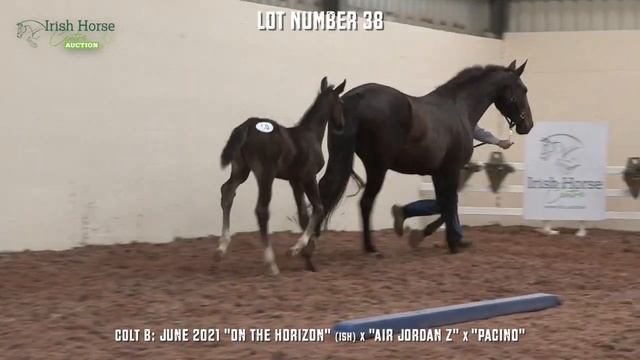Lot 38 Showjumping Colt By Air Jordon Z X Pacino смотреть онлайн