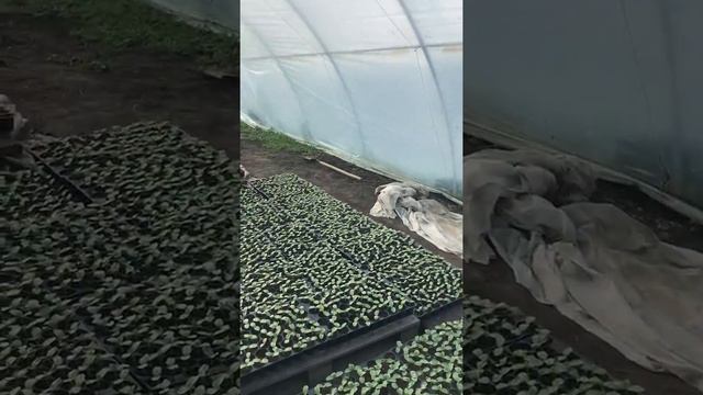 Не простительные ошибки при установке теплици смотреть онлайн