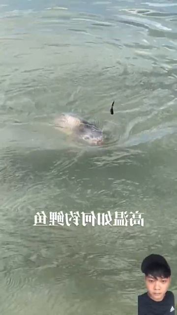 How to catch big carp in high temperature, deep water is not suitable for shoal fishing, the water смотреть онлайн