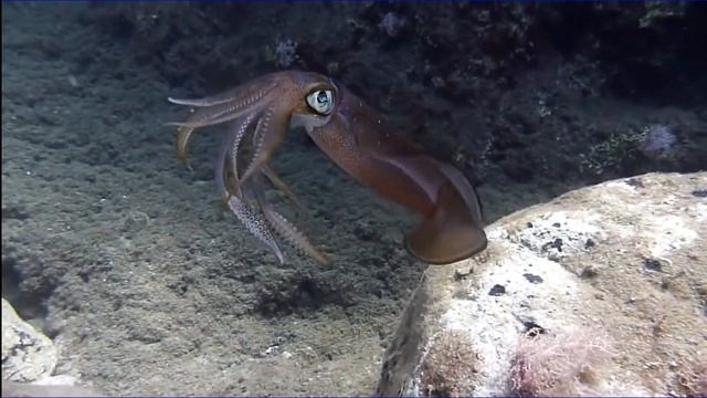 Amazing Color Changing Squid | ক্ষণে ক্ষণে রং বদলাচ্ছে স্কুইড | Don't miss it смотреть онлайн
