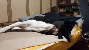 Игры собак.