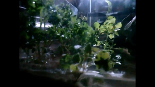 Natures Aquarium: AquaScape the Wabi Kusi смотреть онлайн
