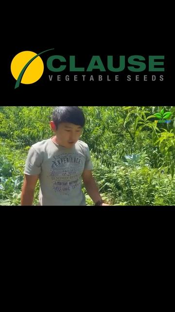 Мощный, надежный, стрессоустойчивый гибрид АРДЕНТ ! #агробизнес #бизнес #капуста #полеводтв смотреть онлайн