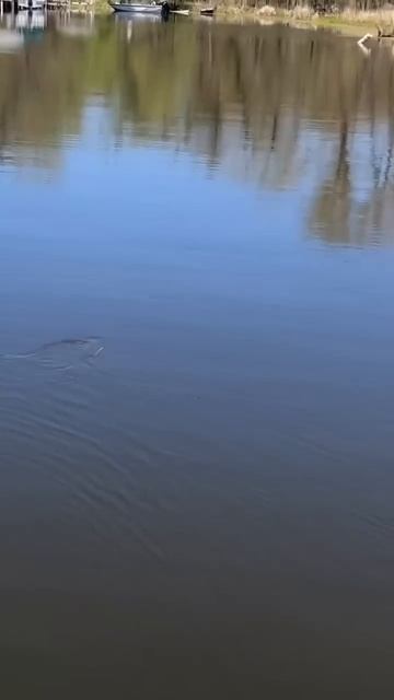 Hooking OTHER THINGS while bass fishing 😂 смотреть онлайн