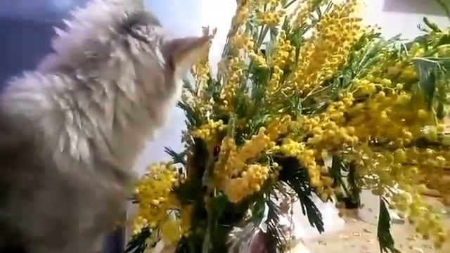 Мне подарили! смотреть онлайн