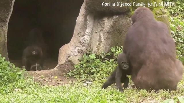 #ASMR #Gorilla #ゴリラ | D'jeeco Family 🦍Wonderful short film【#金剛猩猩】 #2022/1522 #動森猩聞 |Taipei Zoo 臺北動物 смотреть онлайн