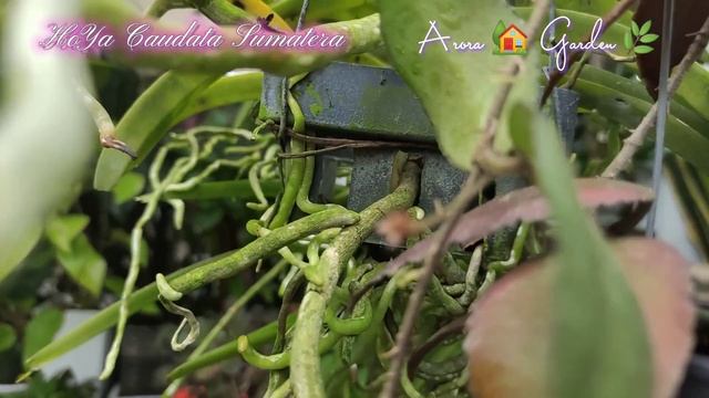 Little Angel HoYa Caudata Sumatera Bloom 😍 смотреть онлайн