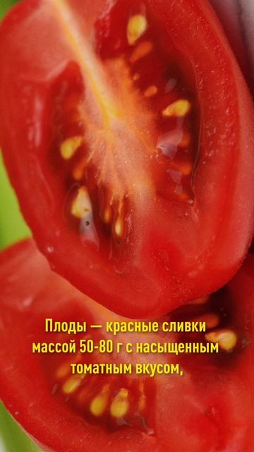 Этот томат растет быстро, как сорняк! А урожайность фантастическая! смотреть онлайн