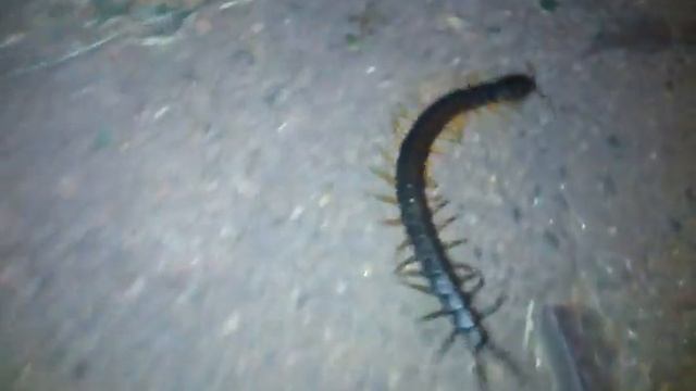 Сколопендры заполняют Кривой Рог