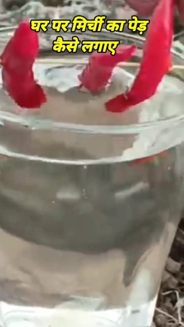 how to plant chili tree at home | #shorts #youtubeshorts смотреть онлайн