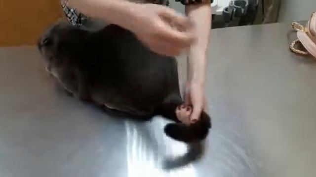 VID 20160606 WA0009 смотреть онлайн