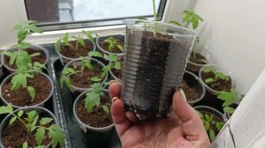 Пикировка томатов.