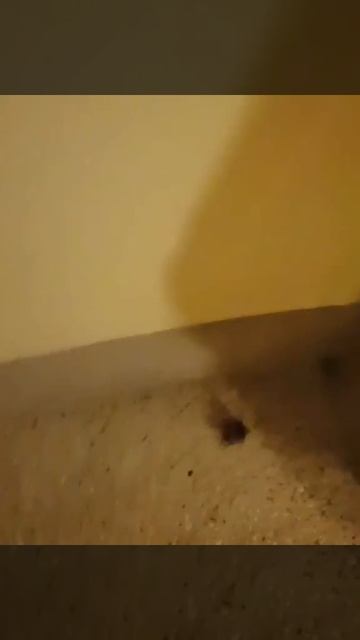 Таракан!!! Я не хотела!!! смотреть онлайн