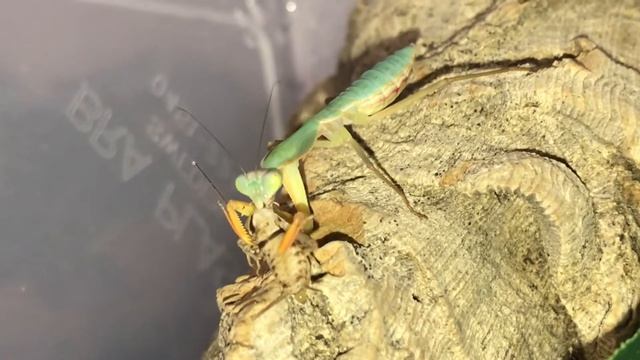 Rhombodera basalis feeding. смотреть онлайн