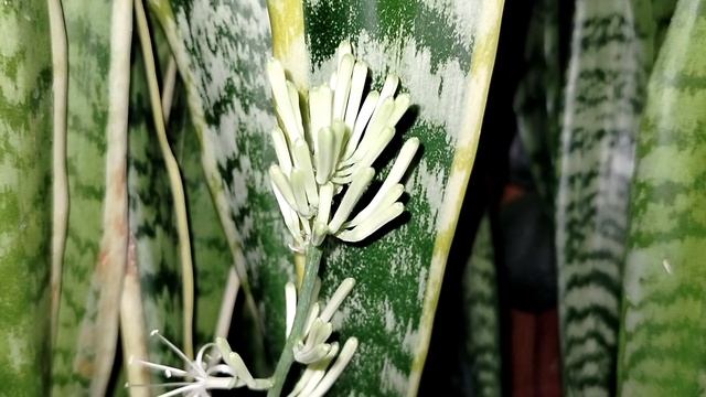 Черенкование сансевиерии не передает признаки сорта. 2025. смотреть онлайн