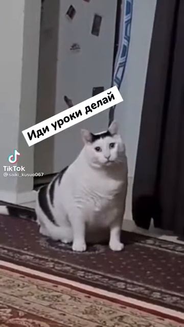 ~Опять смотришь тик ток?~ Смешной котик говорит мур мяу #видео #юмор #подпишись #рекомендации #рек смотреть онлайн