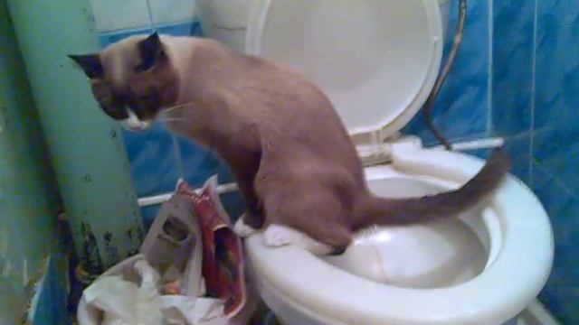 Кот любит писять в унитаз - учитесь у Злодея смотреть онлайн