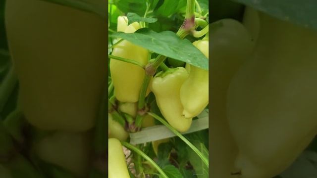 мои перцы в теплице (на 25 июля 22) смотреть онлайн