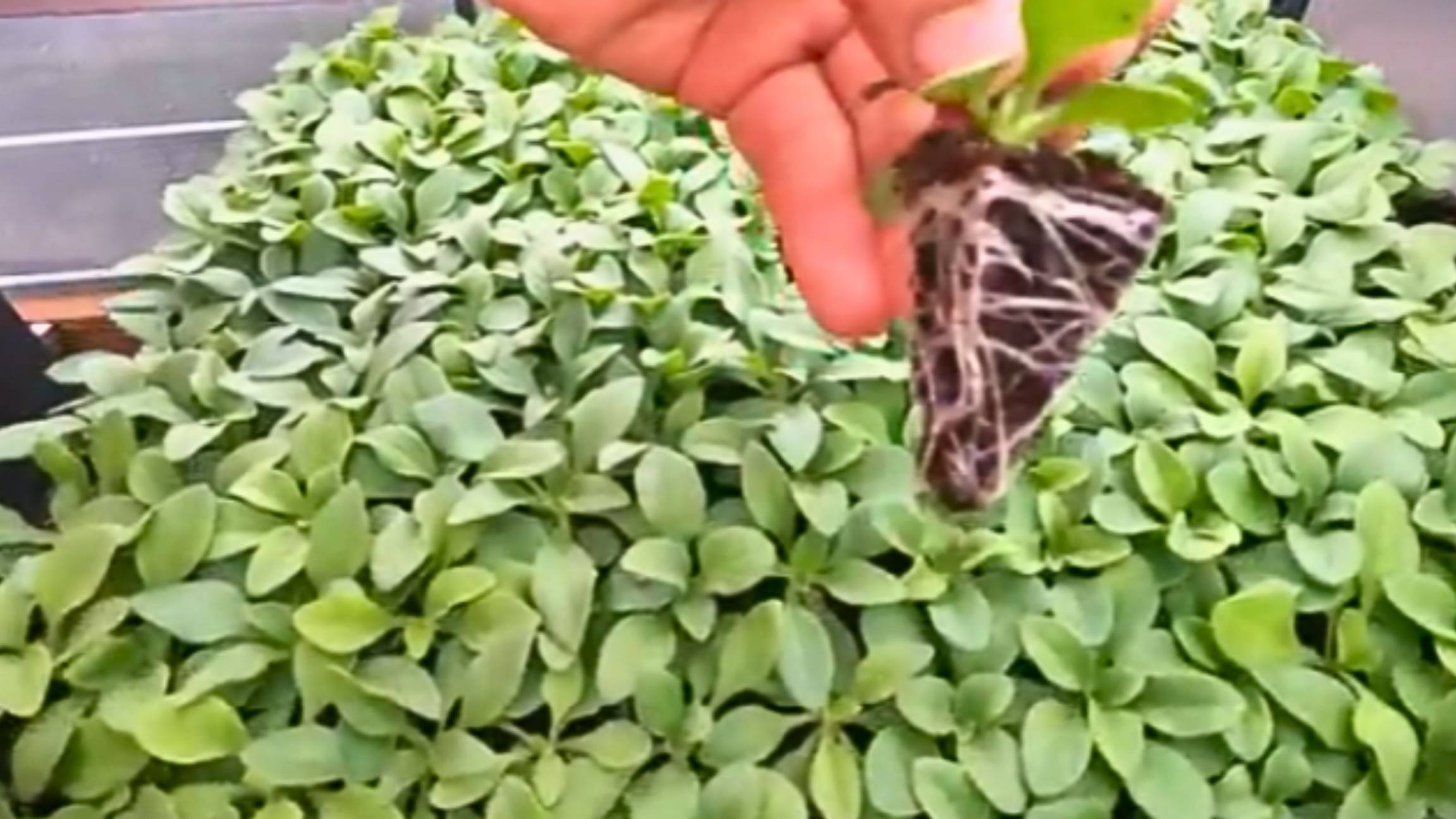 🌸 Как вырастить пышную петунию? Уход и удобрения через 1,5 месяца! смотреть онлайн