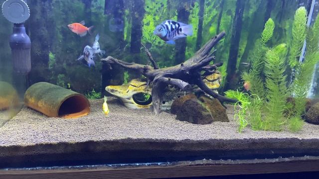 Сапфировые попугай сформировали пару смотреть онлайн