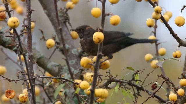 Merel - Turdus merula - Common Blackbird - Amsel, door Piet Zuidema. смотреть онлайн