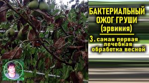 Эрвиния  Начинаем лечение - не пропустить первые шаги