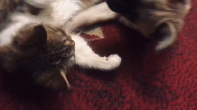 Да я булочка 🐈и я люблю полежать 😻 смотреть онлайн