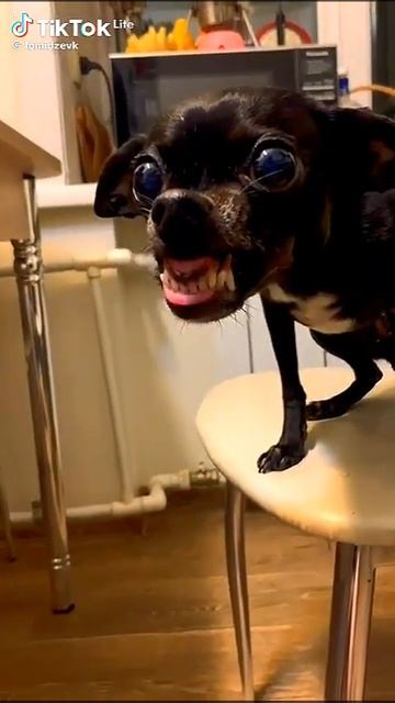 опасные породы собак юмор позитив смотреть онлайн