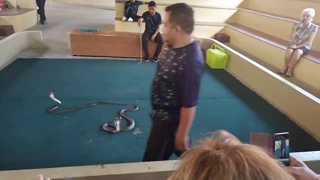 Поцелуй кобры! Пхукет. смотреть онлайн