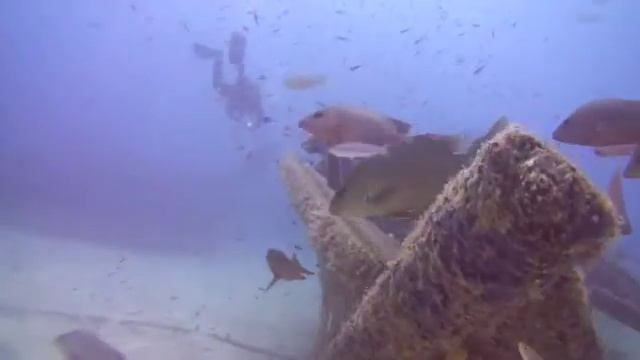 Kapalai diving смотреть онлайн