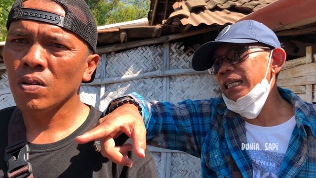 ABAH JUNED❗️BOS MATERIAL MARKA TOL TERKAYA DUIT STENGAH MILYAR Borong Sapi Qurban Untuk Mesjid смотреть онлайн