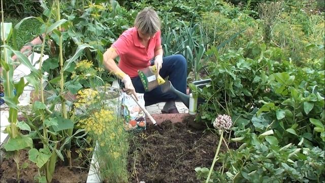 Как восстановить плодородие почвы после уборки урожая озимого чеснока? смотреть онлайн