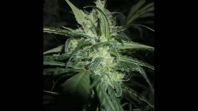 Photon pro 9 & Dutch Passion DesFran | ledhydroponics смотреть онлайн