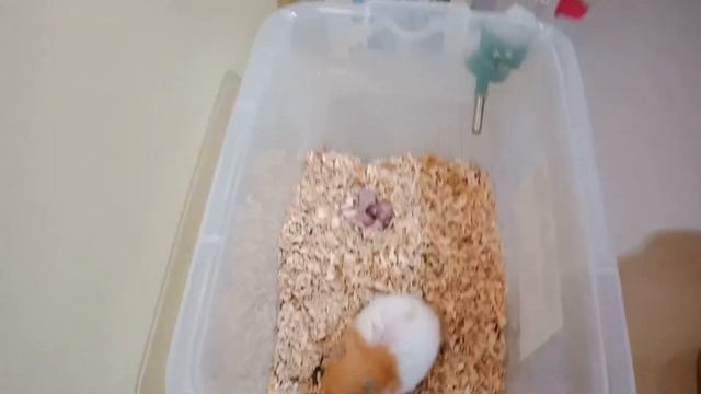 Unexpected Hamster Breeding: Mother Hamster x Son Result смотреть онлайн