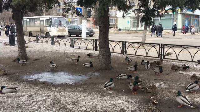 Утки в сквере у памятника герою СССР Ниловскому С.Ф. (Тверь) смотреть онлайн