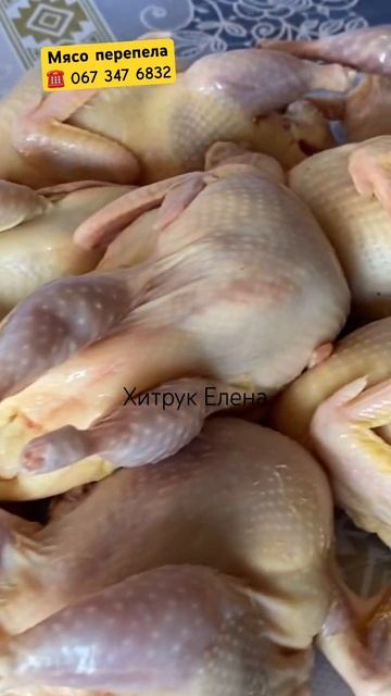 Купить Мясо перепела ORGANIC Техасский мясной перепел Хитрук Елена Украина #инкубационноеяйцо смотреть онлайн